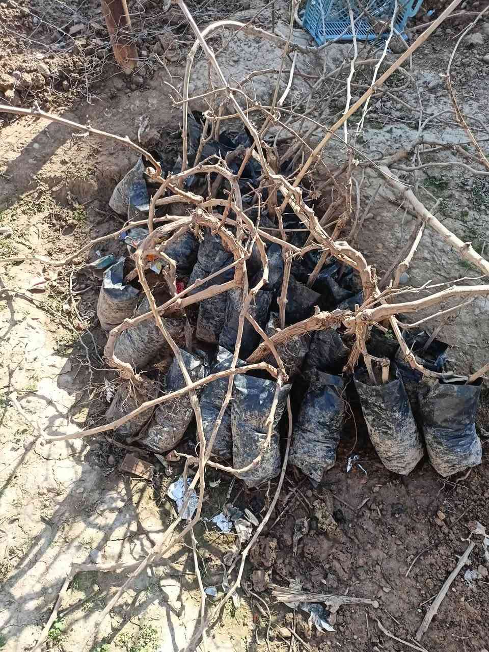 سلام عليكم يوجد شجر عنب نوعين
عنب اسود وعنب كشمشي
مكان حاج علي
يرهم شلع ويرهم مفرد وكله شرط
***********
