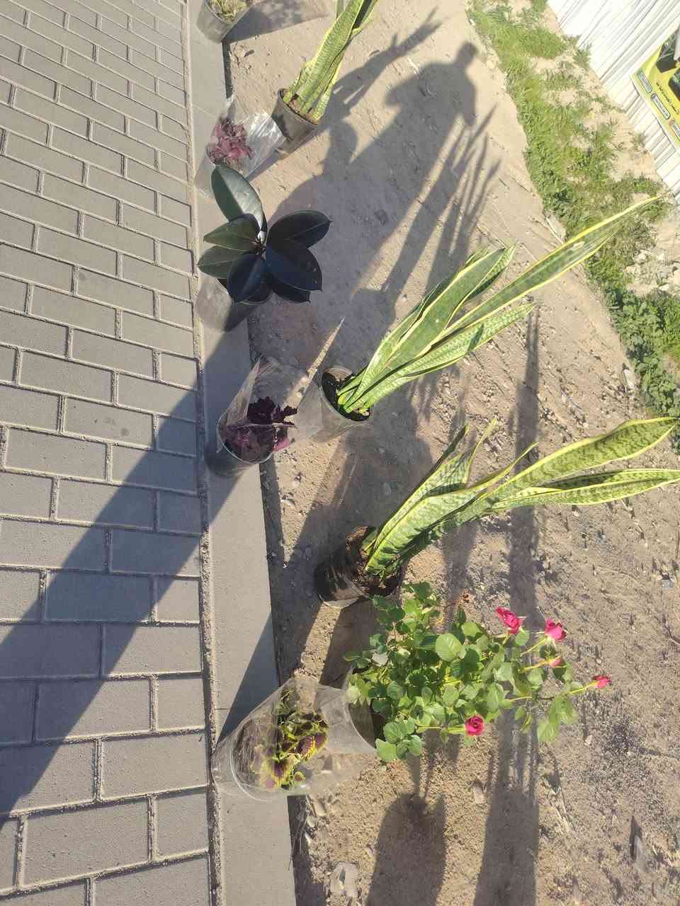 بسم الله الرحمن الرحيم
اللهم صل على محمد وآل محمد
توفر ضلي بي
مطاط جلد نمر فوجير
يوجد خارجي جهنمي متسلق  جوري


**إذا كنت صاحب هذا الإعلان وتريد حذفه لأي سبب، رجاءا أرسل رسالة إلى الدعم الفني**