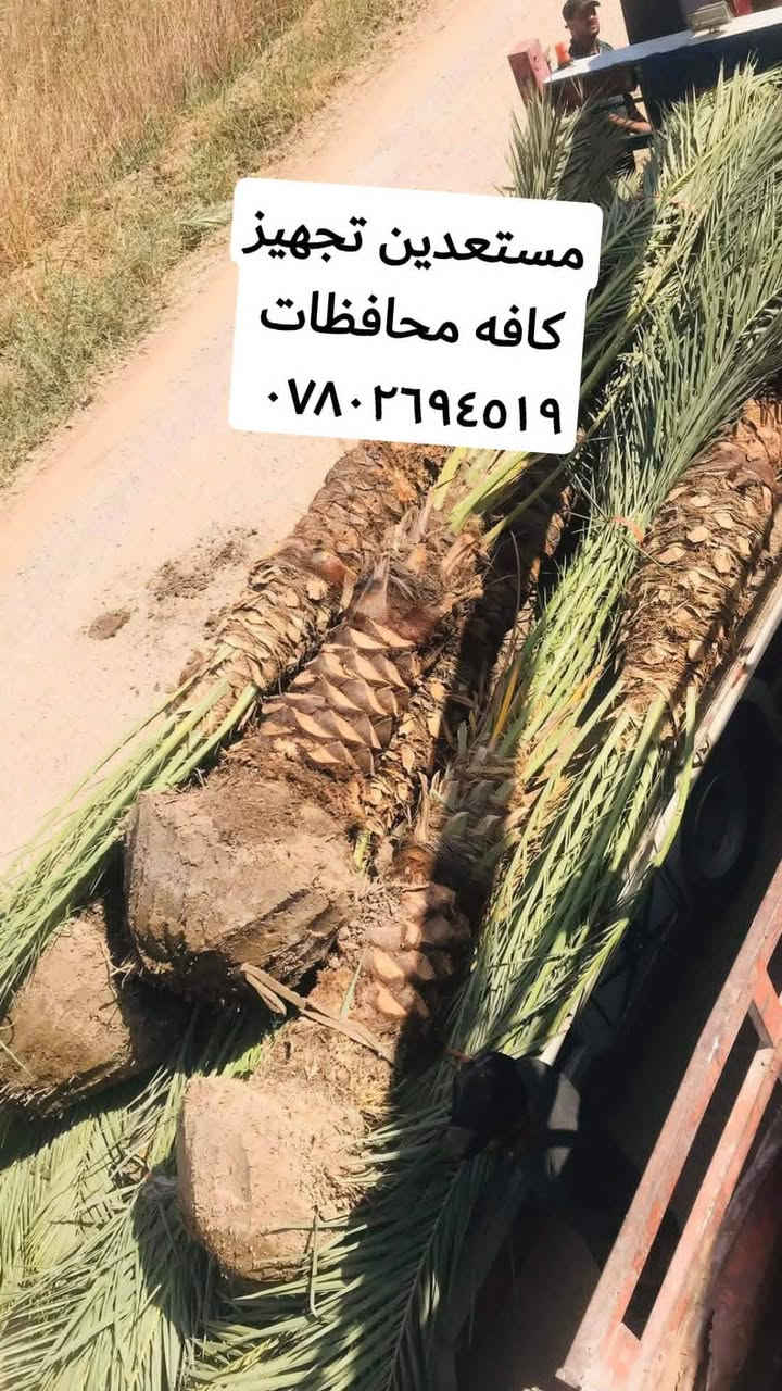 السلام عليكم ورحمة الله وبركاته تحياتي للجميع نعرض لكم جزه من شغلي تجهيز المقاولين يتوفر لدينا نخيل كبير الحجم امايات قلع بطينا مختلف الأحجام يصلح تشجير الشوارع الرئيسية دوائر حكومية والشركات العنوان النخيل ذي قار و السماوه و الحلة مستعدين تجهيز الاستفسار *********** واتساب *********** أبو زينب المياحي
تحياتي لكم
