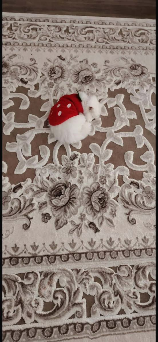 دوو تاک فەرشی تورکی ئەسڵی گوڵ بەرجەستە قیاسی دانەی ٢ بە ٣ 
شوێن هەولێر


**إذا كنت صاحب هذا الإعلان وتريد حذفه لأي سبب، رجاءا أرسل رسالة إلى الدعم الفني**