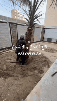 اتصل بنا اجيك أقلع النخل والأشجار  ٠٧٨١٢٨٩٣٤٨٧