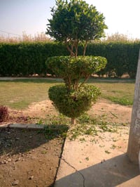 من رخصت الادمن أعمل فلاح حدائق تنظيف وتزبير وترتيب حدائق إلتزام حدائق ...