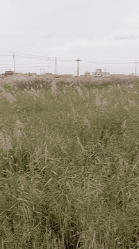 الموحيه • ٢٠٠م • طابو صرف