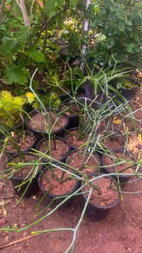 للبيع • توصيل خانقين • مراسلة الصفحة