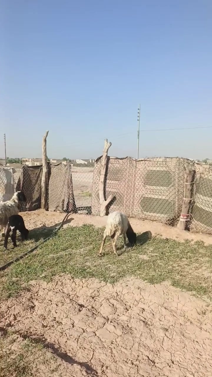 بسم الله ما شاء الله تبارك الله متاحا نعاج اثنين تفاصيل داخل الفيديو المكان زويه ناحيه الفرات قرب قضاء هيت جزيره البونمر سعر 625 وبيهن  مجال للشراي *********** اتصل يوجد وتساب

