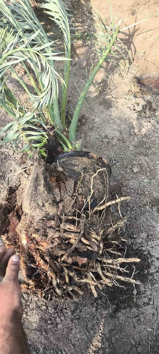 اللهم صل على محمد وآل محمد 
يتوفر لدينا فسائل البرحي والمجهول مچذر جوه امه 
العنوان بابل ناحية النيل للاستفسار الاتصال على الارقام التاليه ***********
***********للعلم القلع بحضور المشتري
