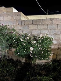 تقليم اشجار +اس+نينيه🍃 اتصل 07704610538
