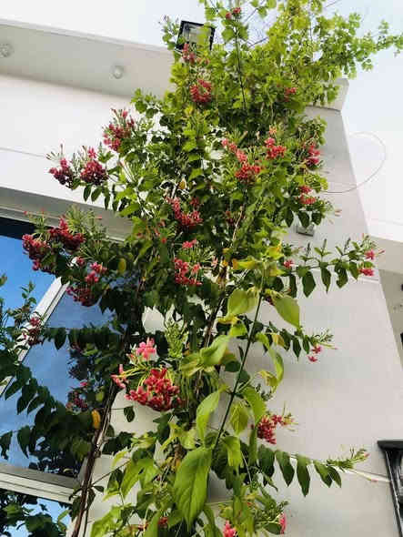 من لم يزرعه في حديقته فحديقته ناقصة 

الياسمين الهندي ..  نبات متسلق جميل جداً 
سريع التكاثر وسريع جداً في النمو 
 يتسلق أي شيء في طريق نموه 
 أسوار أشجار أي مكان ! 
يتميز برائحته العطرة جدا التي تفوح في ساعات المساء ورائحته باردة رائعة أشبه بالفل .. يحمل أزهاراً تمر بثلاثة الوان في مجماميع تكون على هيئة قطوف

قيااس النباات   2   ـم  و 
االسعر  17  االف

للطلب عبر واتس اب ***********

نباتات  داخلية   خارجية  صباريات     
ادوات زراعية  جميع  انواع التربة   اكسسوارات نباتية هدايا  و جميع انواع السنادين  
لمعرفة المزيد يمكنك  ارسال  رسالة  ع الخاص  📨
