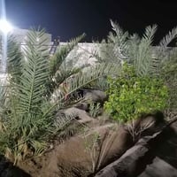 البصره الزبير • عكاده • ٥٠٠م