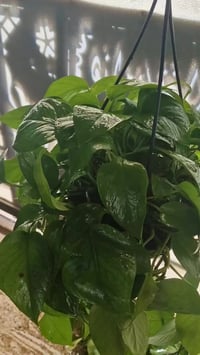 لبلاب معلق • نبات منزلي • ديكور حديقة