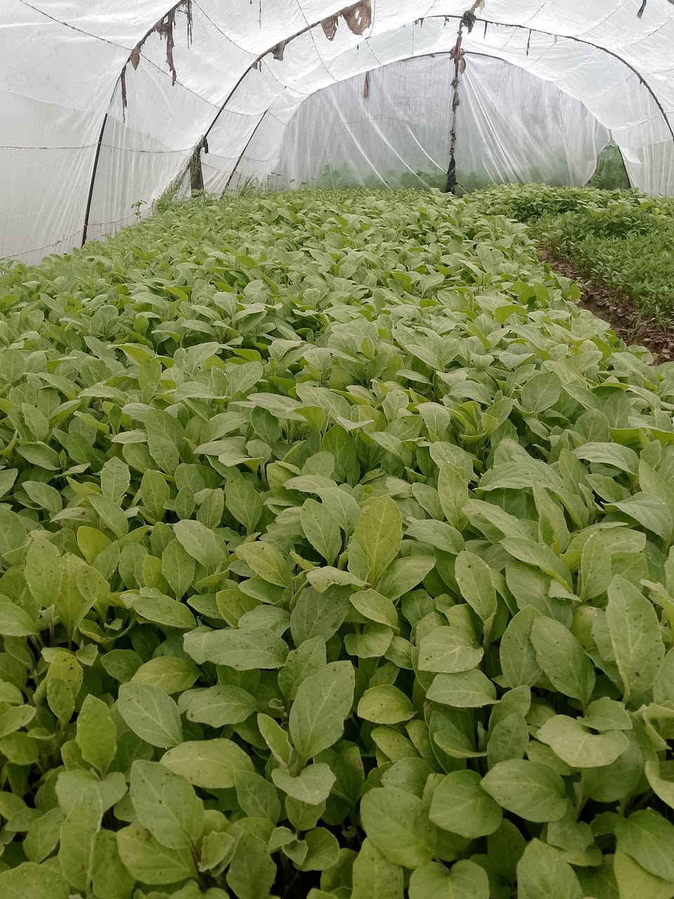 السلام عليكم يوجد شتل بيدنجان وفلفل صابع ومدعبل ناحيت نمرود قريت النايفه ***********
