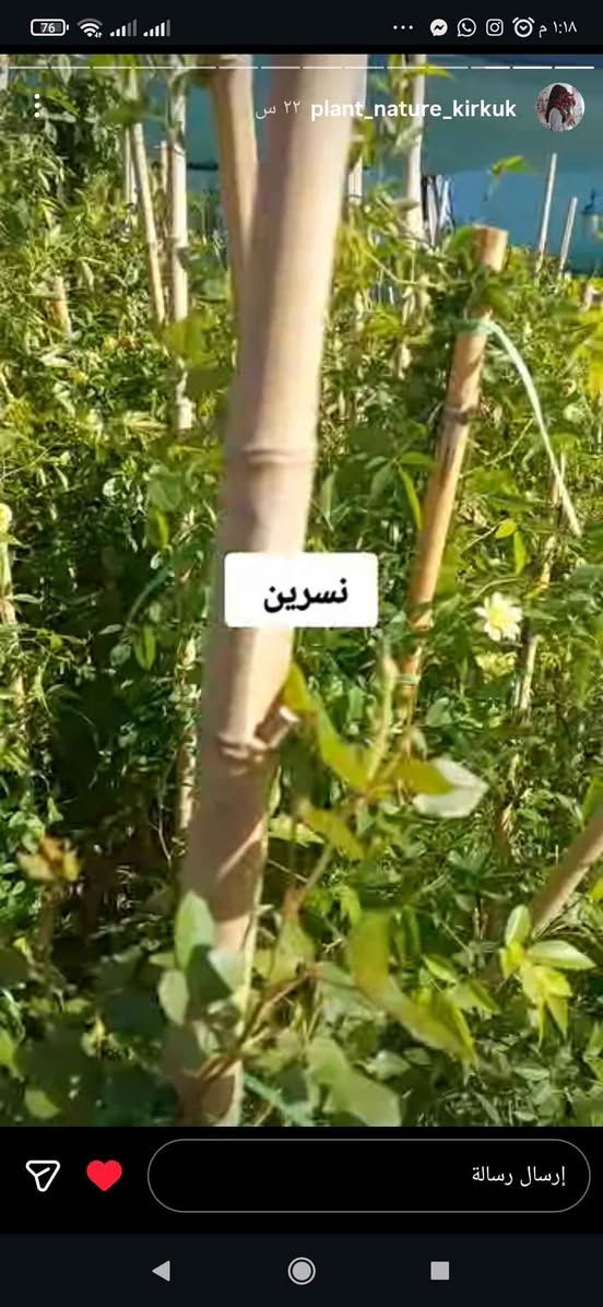 نباتات طبيعية للبيع هولنديه يوجد توصيل جميع محافظات كركوك, العراق


**إذا كنت صاحب هذا الإعلان وتريد حذفه لأي سبب، رجاءا أرسل رسالة إلى الدعم الفني**