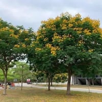 اكاسيا جلوكا • مصري اصفر • ٢٫٥م