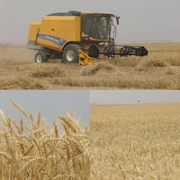 نينوى • مركبة • أخرى