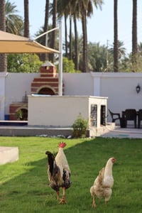 مزرعه لايجار الموقع الدوره البعيثه قرب مدرسه الاحرار المزرعه تجنن اسعا...