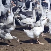 فسافيس للبيع • قاز للبيع • اوز للبيع • حيوانات للبيع • طيور للبيع • بط...