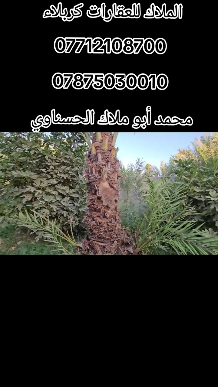 💥أهلا وسهلا بكم متابعينا الكرام 👈 الملاك للعقارات كربلاء 
#أدخل_شوف_الصور_والفيديو_بالتعليقات

💥 بستان بمساحة دونم واحد الواجهة 21متر والباقي نزال مسيج بلوك ومحدد من جميع الجهات يحتوي على أكثر من 50 نخله حمال و أكثر من 100 شجرة مثمرة 👈 تين ، عنب ، رمان ، عرموط ، ....الخ 
👈 نظام السقي صوندات دفن وموزع على طول البستان 
👈 جميع الخدمات متوفرة 》 تبليط ، كهرباء، ماء ، موقع تجاري مستقبلا  يصلح للسكن أو منتجع ترفيهي 

💥 طابو زراعي سند 25 تحويل أسهم بأسم المشتري بالسند 
#جونينه_الارض

💢 العنوان// كربلاء _ الزبيلية _ شارع الرابط منه تنزل 100 متر تقريبا _ قبل ملحق بساتين طيبة 

#مكتب_أملاك_الخير 
عنوان المكتب _ كربلاء _الزبيلية _شارع الرابط _ قرب مطعم الكرطاني 

               محمد أبو ملاك الحسناوي 

☎️ ***********   ☎️***********
