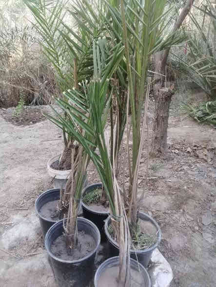 فسائل برحي وأنواع مجذرة للبيع بصرة أبي الخصيب *********** البصرة
