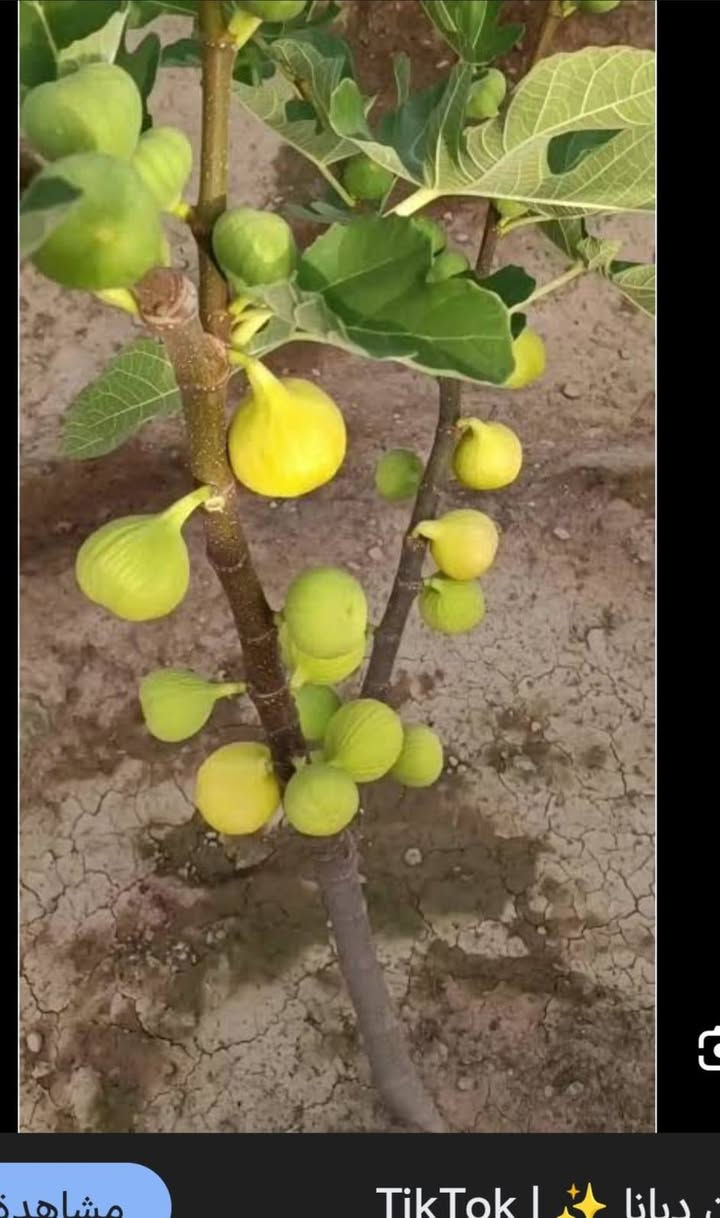 لدينا في مشتل ناطق العلواني جميع اصناف التين ولدينا  تين ديانا الأمريكي من الأصناف الممتازة والمناسبة جداً للمناخ الحار، حيث يتميز بقدرته العالية على تحمل درجات الحرارة المرتفعة والرطوبة. يتميز هذا الصنف بسرعة النمو، التلقيح الذاتي، وغزارة الإنتاج، ويبدأ بالإثمار من العام الأول.العنوان بصرة قضاء المدينه منطقة العلوان قرب جسر الكرامة على طريق السدة


**إذا كنت صاحب هذا الإعلان وتريد حذفه لأي سبب، رجاءا أرسل رسالة إلى الدعم الفني**