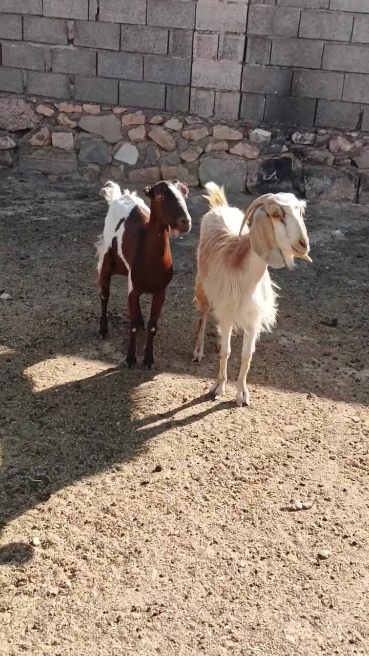 السلام عليكم متاح جذأع ثنين امهأت اول بطن حلأبات ما شاء الله عليها وماخذأت فحل شتريدها ترهم سعرهم ٥٠٠ وبهم مجأل بصيط مگاني عانه ادمن الحبيب


**إذا كنت صاحب هذا الإعلان وتريد حذفه لأي سبب، رجاءا أرسل رسالة إلى الدعم الفني**
