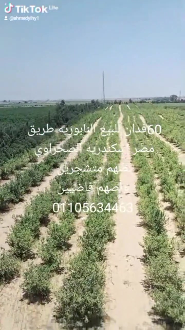 *🌴 مزرعة 60 فدان ملك مسجلة - فرصة استثمار مضمون على الصحراوي*  
*كل عام وأنتم بخير* 🌙✨

مزرعة متكاملة إنتاجية جاهزة للشغل فوراً.. موقع مميز وورق سليم 100% ✅

*📍 الموقع والمساحة:*
- *المكان:* طريق مصر إسكندرية الصحراوي، واجهة مباشرة 310 متر
- *الموقع:* بجوار النابورية
- *المساحة:* 60 فدان *ملك مسجلة شهر عقاري* وحيازة زراعية

*💧 الري والمرافق:*
- ري بحاري 24 ساعة يومياً ما عدا الجمعة
- محول كهرباء خاص للمزرعة
- الأرض جودة ممتازة ما شاء الله تبارك الله، تصلح لكل المجالات

*🌳 الزراعات:*
- *30 فدان* أشجار مثمرة
- *30 فدان* خضار ومحاصيل

*🏗️ المباني والمشاريع القائمة:*
- مزرعة إنتاج حيواني تسع *1000 رأس*
- رخصة مباني 4200 متر
- *فيلا* للمالك + سكن عمال
- *معدات زراعية:* جرار، حفار، وكل مستلزمات الزراعة موجودة

مزرعة مثمرة + معدات + بنية تحتية كاملة = شغل على طول بدون مصاريف تأسيس.

*💰 السعر:*
3,200,000 جنيه للفدان  
قابل للتفاوض البسيط عند الجدية والتنفيذ

*📞 للمعاينة والتواصل:*  
01105634463  
01098059770

#مزرعة_للبيع #الصحراوي #استثمار_زراعي #أراضي_زراعية #إنتاج_حيواني


**إذا كنت صاحب هذا الإعلان وتريد حذفه لأي سبب، رجاءا أرسل رسالة إلى الدعم الفني**