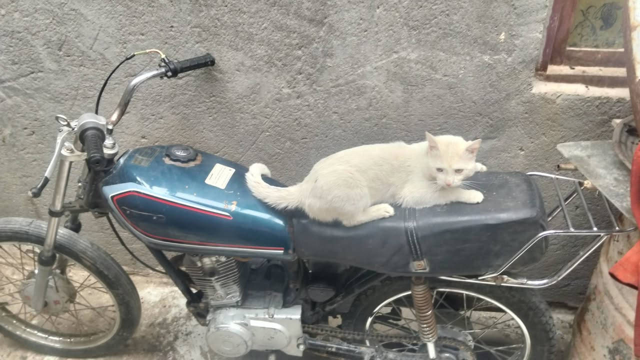 دراجه لبيع سعر 240


**إذا كنت صاحب هذا الإعلان وتريد حذفه لأي سبب، رجاءا أرسل رسالة إلى الدعم الفني**