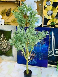 شجرة زيتون • متر ونص • صيني مستورد