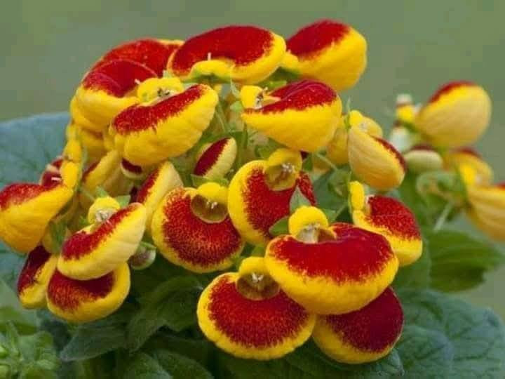 نبات (البقجة او حقيبة الست) 
شتعرفون عن هذا النبات او عدكم منه 🤔
توفر اليوم ب5 الف فقط 
وبعدة ألوان مثل الصور 👇


**إذا كنت صاحب هذا الإعلان وتريد حذفه لأي سبب، رجاءا أرسل رسالة إلى الدعم الفني**