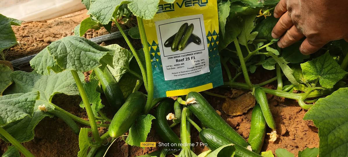 خيار ريف 25
الزراعه الصيفية صنف مقاوم للأمراض إنتاج وفير ثمار متناسقة مرغوب تسويقيا ثمره شبه الملساء انتاج مبكر 
صنف اثبت جدارته في الزراعه الشتويه والصيفيه تاريخ المشاهده 16/3/2026
متوفر حصريا في مكتب بركات أبا الفضل العباس ع 
الحيدرية طريق الحولي مقابل سكلة احمد نزال 
للحجز والاستفسار 
*********** هادي الأسدي 
*********** امين الأسدي
