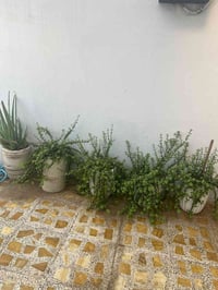 نبات دمعة طفل • نبات اوليفيرا • نباتات زينة • اوليفيرا حجم كبير • سندا...