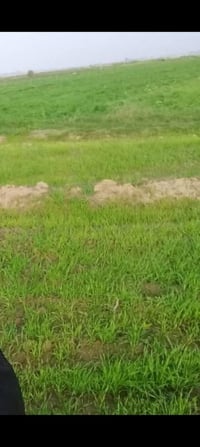 أرض زراعية • ١٣ دونم • منطقة السايبة