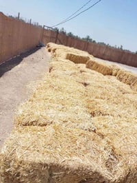 تبن شعير • ٣٠٠ وحدة • بابل قضاء الكفل