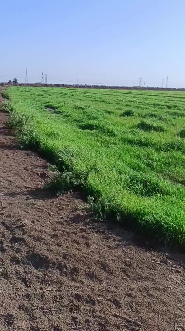 السلام عليكم زرع   شعير ودغل  للبيع المكآن   بالديوانيه على طريق السنيه بيها 100 مشاره الاستفسار  ***********
