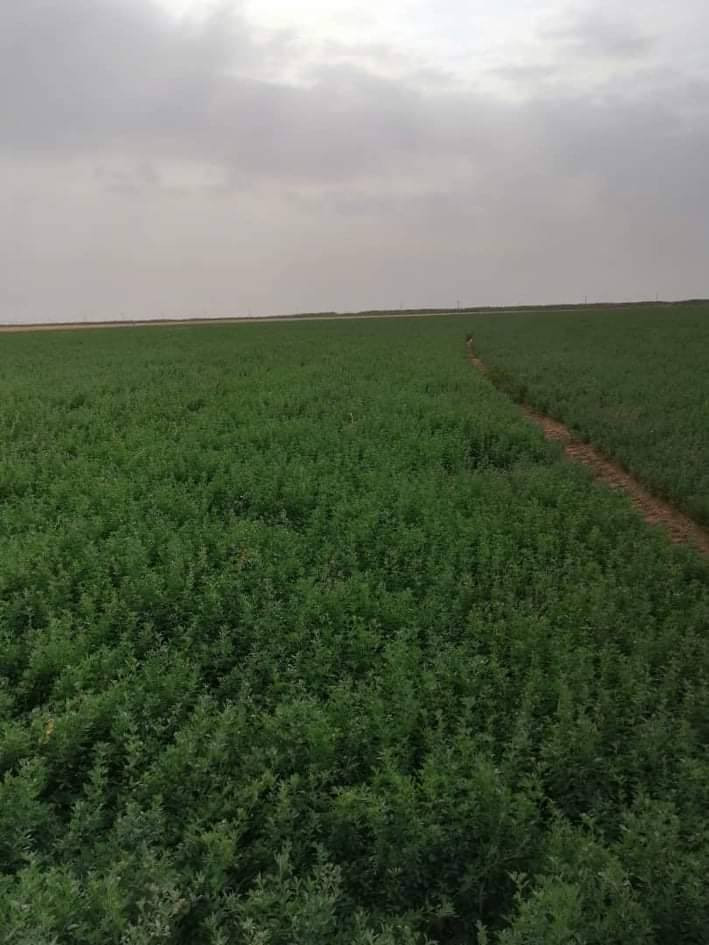 متاح كبس جت مخلوط نسبه قليله 

سعر الزوج ٩٠٠٠

المكان كربلاء 
للتواصل ***********وتساب واتصال
