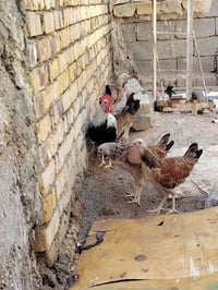 دجاج • دندراوي • ديك • دجاجة • للبيع • فراخ • تربية • مزرعة