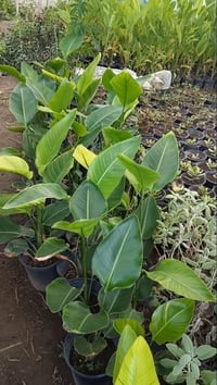 نبات عصفور الجنة من نوادر النباتات الشبه ظلية  توفرت لدينا شتلاته  الع...