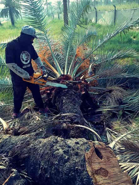 تنضيف النخيل والتكريب وتقطيع النخيل ***********
