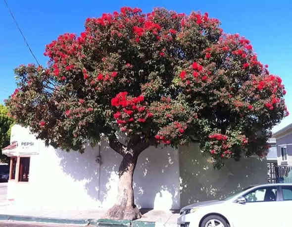 كالبتوز احمر شبه مقزم  )(قلنطوس احمر ازهار) 

وقت التزهير معظم ايام السنه ويعتبر اطول نبات مزهر علئ وجه الارض
واعظم شركات اعاده تدوير ثاني اوكسيد الكاربون وقضاء علئ الاحتباس الحراري 
    

مواصفاتها : تعتبر شجرة ذات خشب صلب جدا ومقاوم لدرجة عالية جدا للتعفن ومقاومة للجفاف والحر صنف ناجح ومتحمل لدرجات الحراره 

استخداماتها : تستخدم في تزيين الشوارع العامة والطرقات وكذالك تعتبر مصدر رحيق مهم للنحل 

سعررالشتله 10
3شتلات ب25
الحجم 60سنتمتر. 

***********
