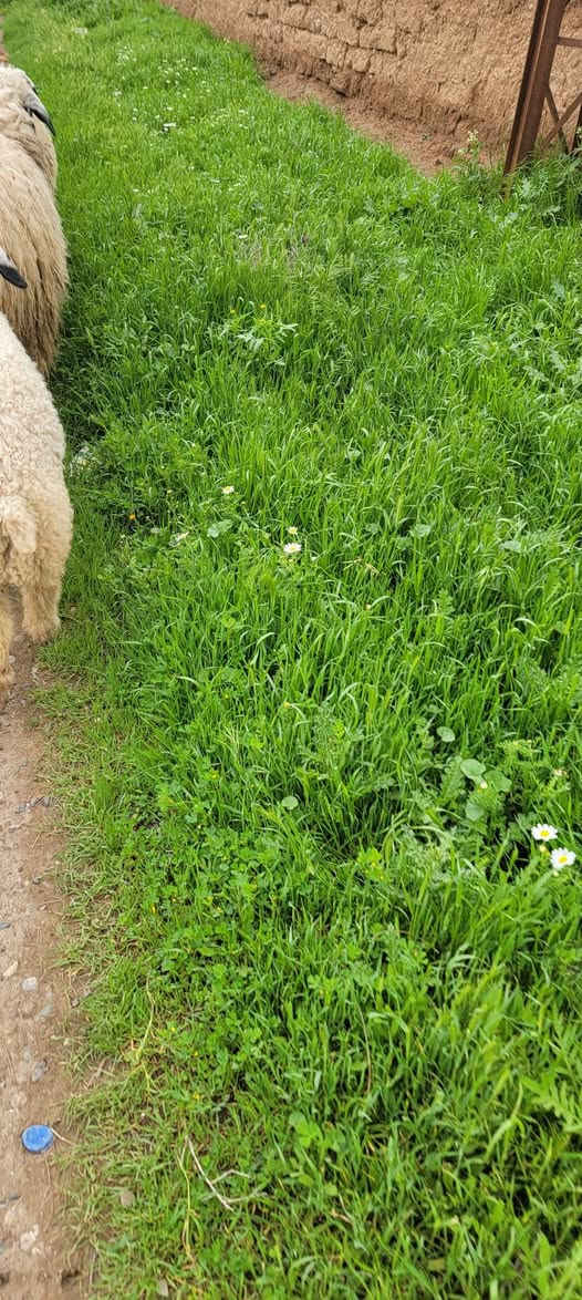 سلام عليكم
العندو غنم ينطيهن بشهر انعجه عل 4الف دينار اني اسرح وبجزيره وربيع ماشاءالله وجزيره مفتوحه ***********
