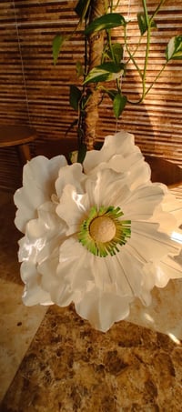 جمال • نزاااكة