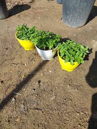 نعناع • نبات • حديقة