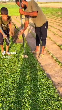 تلعفر • حديقي • يشغل بدون شمس