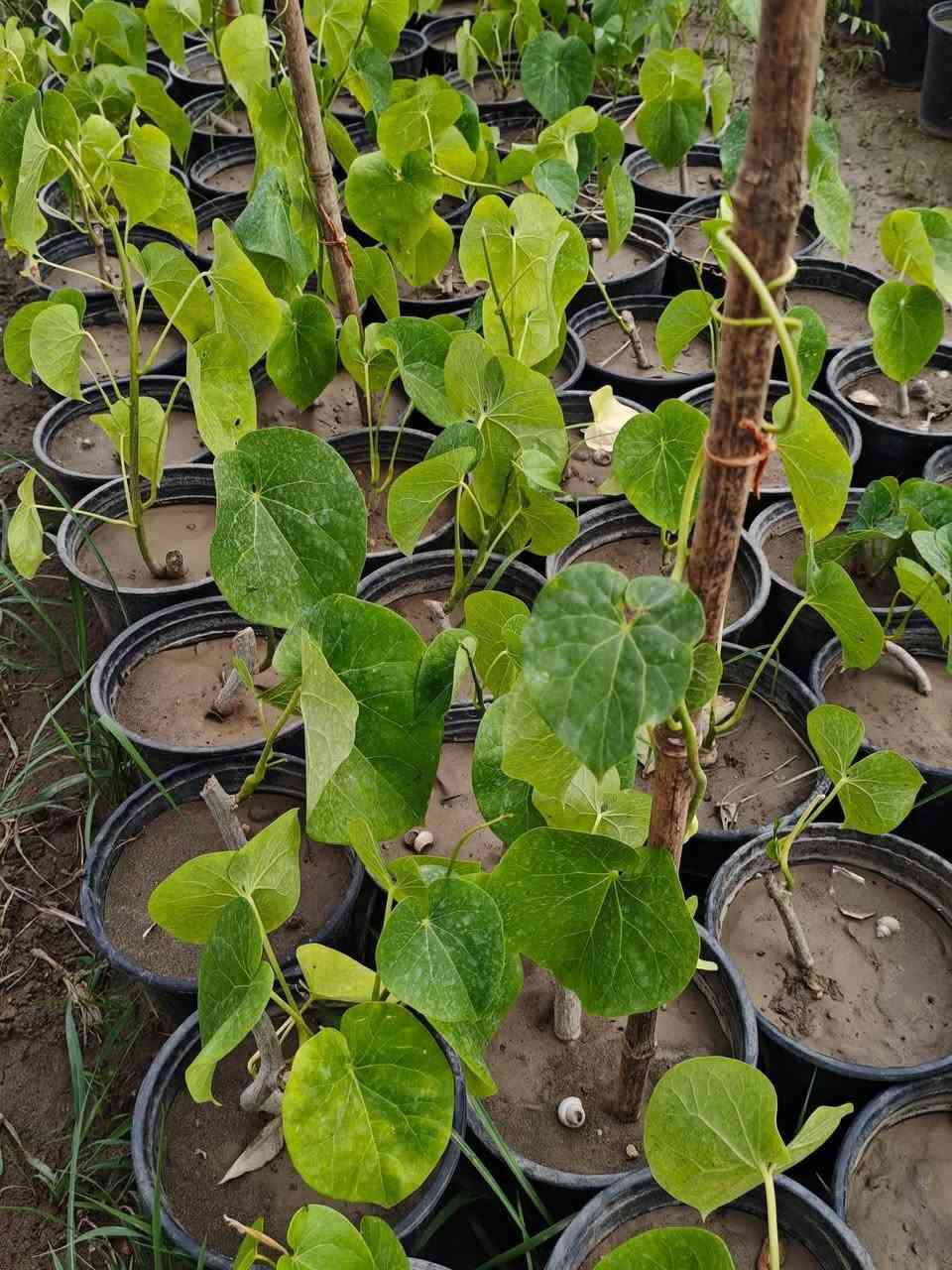 مشتل بيروميا  🌿
توفرت شتلات متسلق القنقينة (البلاب العراقي) 🍃✨

💰 السعر: 7 آلاف فقط
📏 الارتفاع: من 30 سم إلى 65 سم تقريبًا
🚚 التوصيل: متوفر لجميع محافظات العراق

🌱 المواصفات:
نبات متسلق سريع النمو، كثيف الأوراق، مناسب للأسوار والجدران والحدائق ويعطي تغطية خضراء جميلة.

☀️ التحمل:
يتحمل الحرارة وأشعة الشمس ويتأقلم بشكل ممتاز.

✨ الفوائد:
يضيف منظر طبيعي أنيق، يساعد على تزيين المساحات الخارجية، ومناسب لعمل ساتر أخضر جذاب.

📞 للطلب والاستفسار: ***********
🌿 وفر لحديقتك لمسة خضراء مميزة مع متسلق القنقينة 🌿
