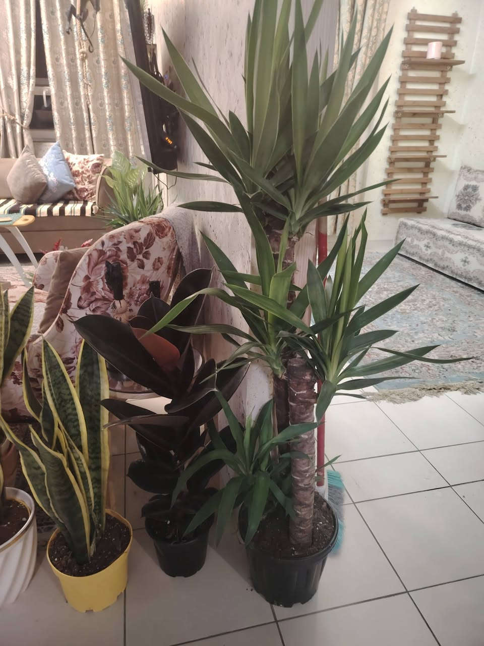 توفرت احلا النباتات الظليات نوع هولندي عماره ٢٠٩ طابق٨ شقه٦ A2


**إذا كنت صاحب هذا الإعلان وتريد حذفه لأي سبب، رجاءا أرسل رسالة إلى الدعم الفني**