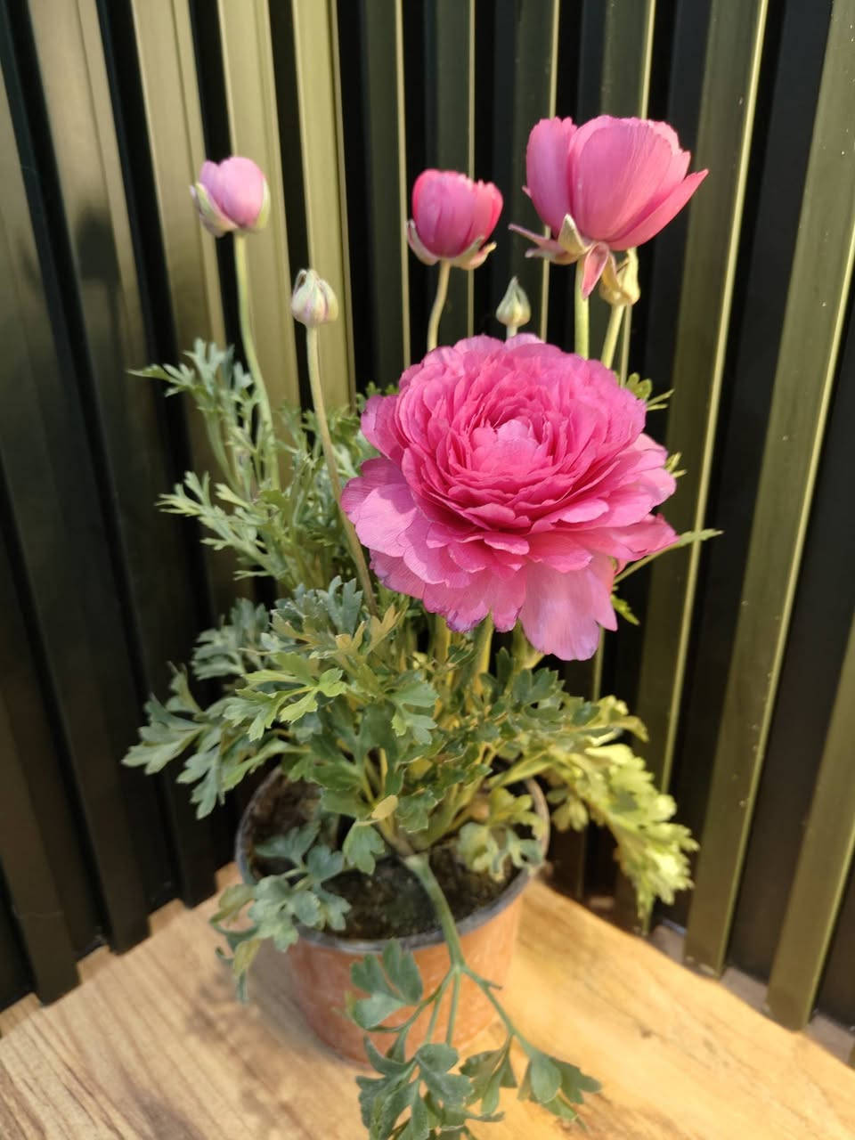 زبائننا الكرام
مثل ما عودناكم 

وصول وجبة جديدة من النباتات الظلية والخارجية

وباسعار مناسبة للجميع كما تتوفر مجموعة من السنادين 

ومستلزمات الزراعة والعناية بالنباتات 

جميع النباتات بصحة جيدة ومطابقين للصورة

مكاني موصل حي السكر قرب جامع الرحمة 

يوجد توصيل داخل الموصل ولجميع محافظات العراق 

للحجز والطلب مراسلة الصفحة او التواصل على رقم الواتس 

***********

لمعرفة الاسعار علق عالنبتة التعجبك ونردلك السعر 

#برعم_للنباتات_المنزلية
#نباتات_ظلية
