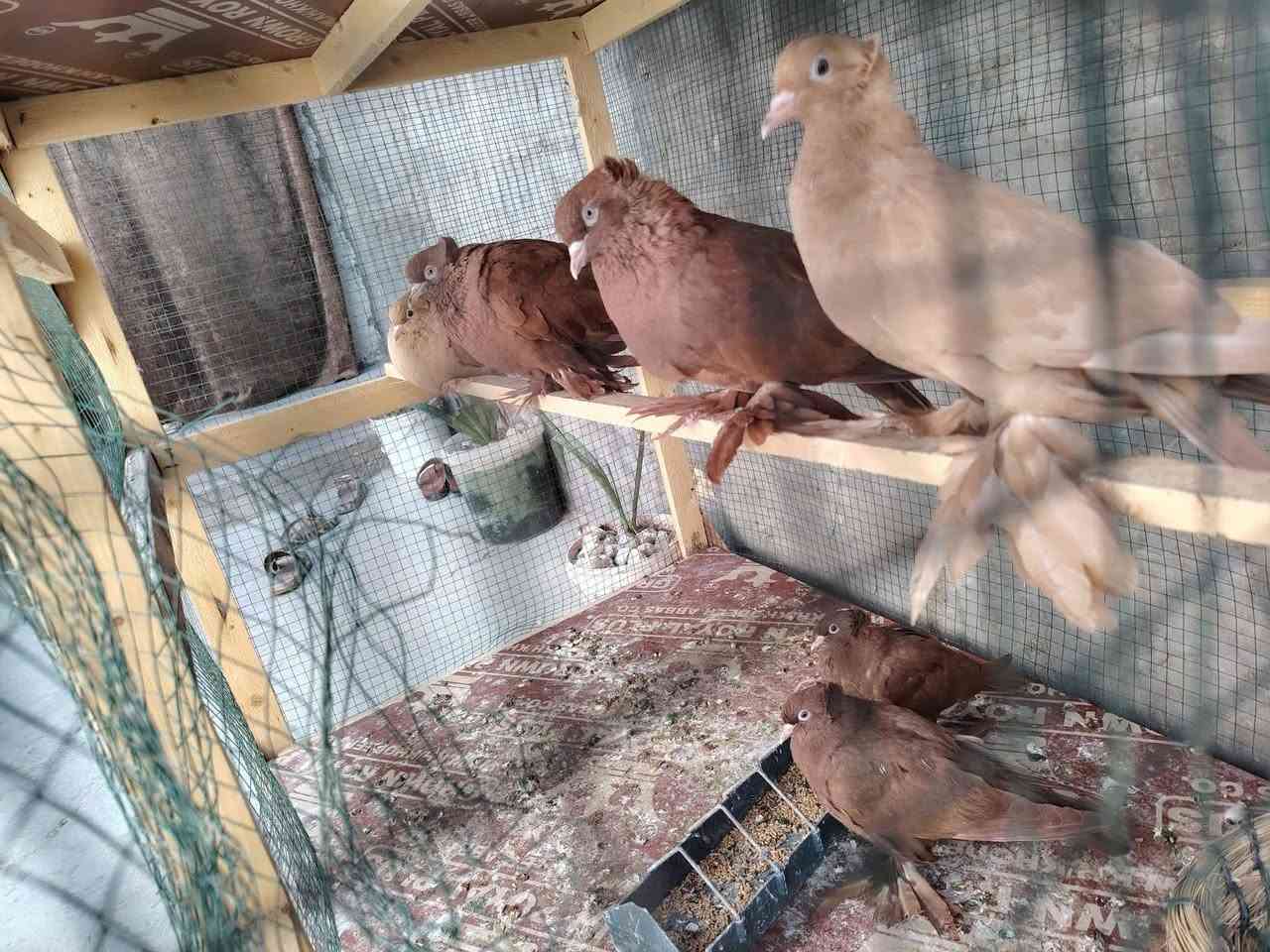 للبيع هلا نادر هنا والقفص رقم التلفون***********
