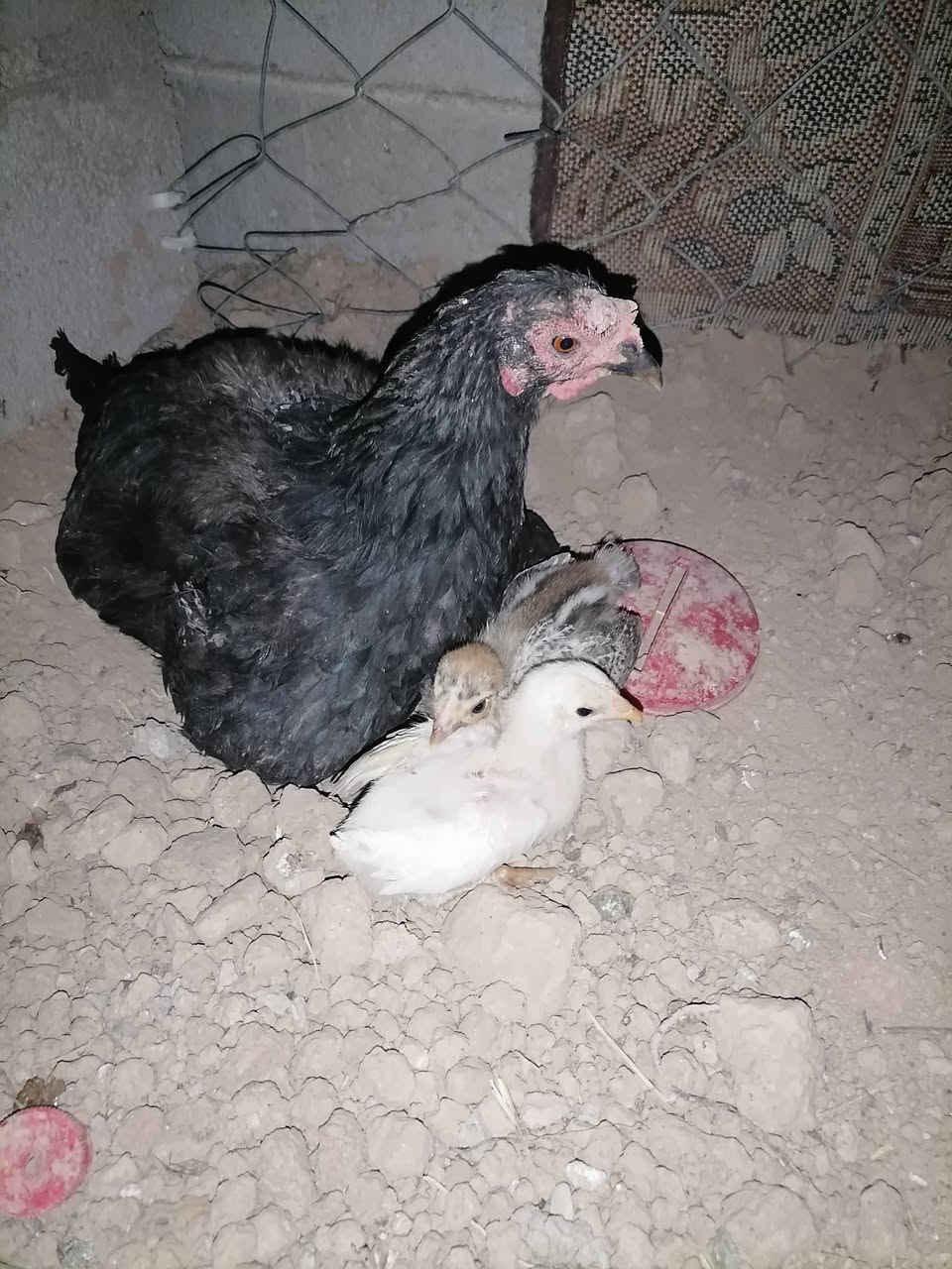 سلام عليكم عندي دجاجه واثنين كتاكيت و٥ بطات ٢ كبار و٣ صغار ابيعهم شلع ٤٠ الف مستعجل على بيعتهم  ***********
