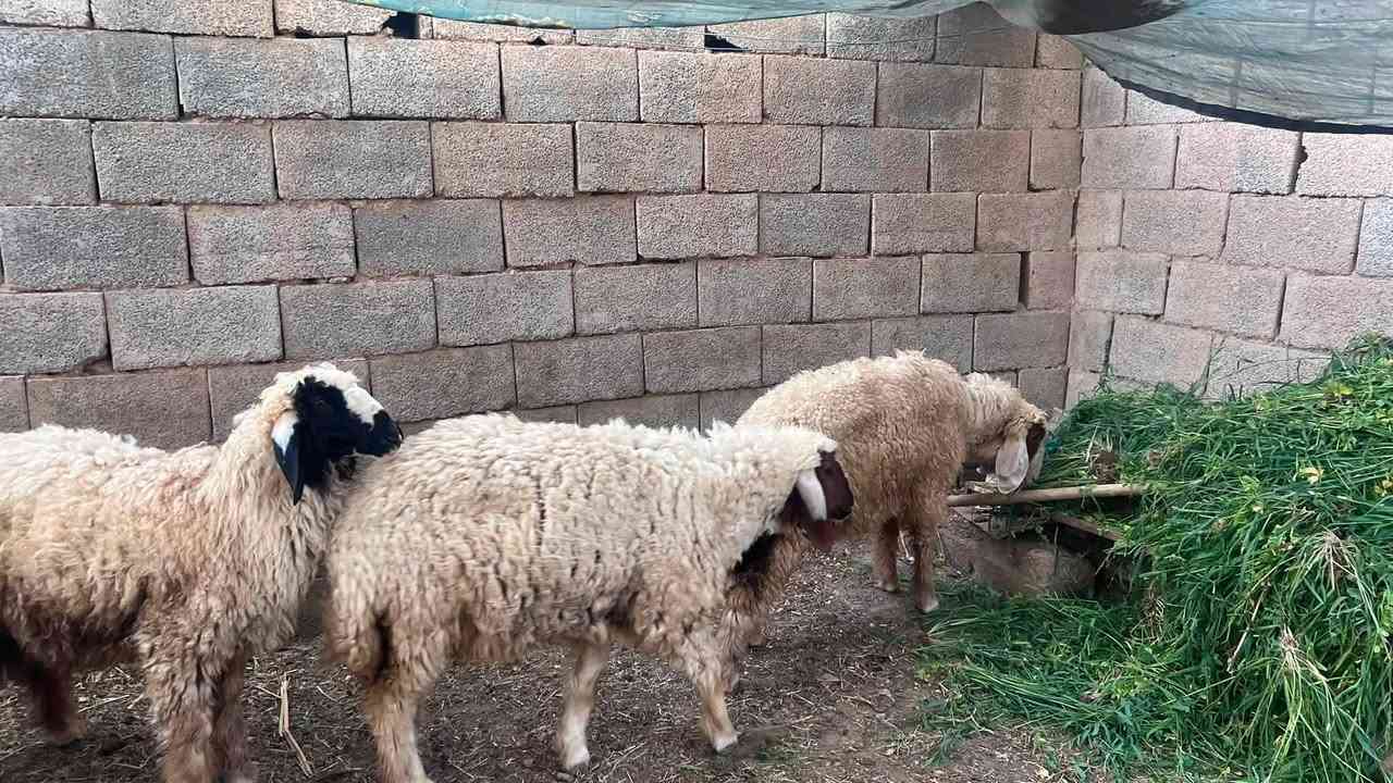 اللهم صلِّ على محمد وآل محمد 🌿

للبيع:

خمسة طليان (أنثى واحدة + أربعة خرفان).

ما شاء الله، شرط الصحة والنظافة، والحلال مثل ما تشوفون بالصور.

📞 للاستفسار:

*********** واتس أب 

مكلّف بالنشر
