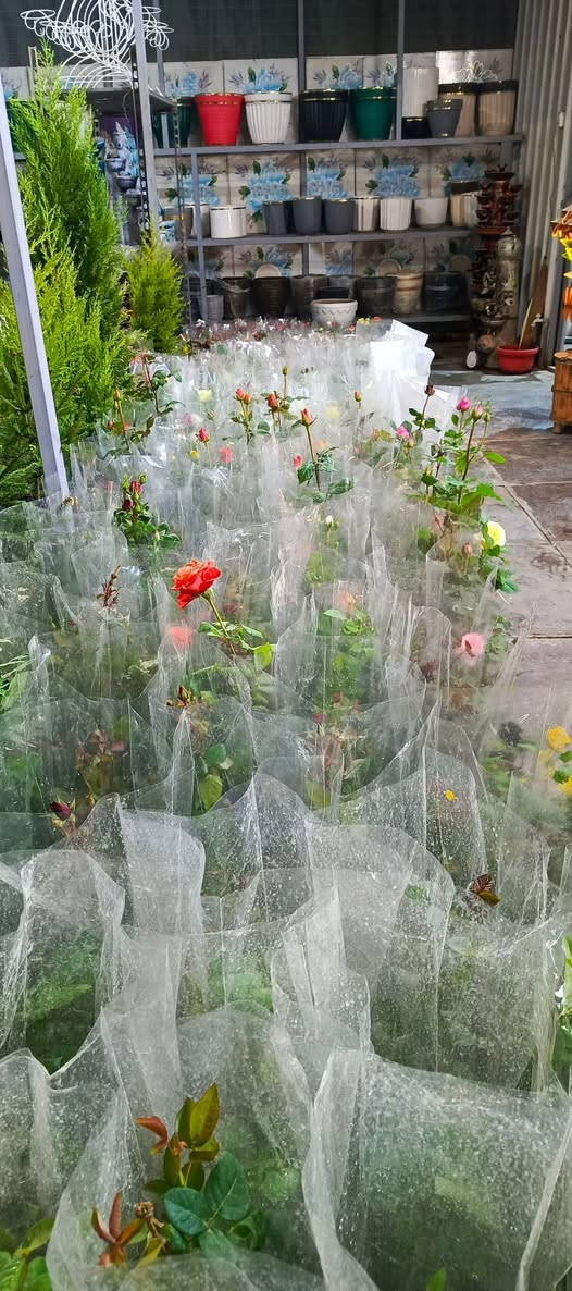 يا الله يتوفر يم#مشتل_المسرة وجبة جديدة ورائعة من ورد الجوري المشهور بتعدد أنواعه، حيث يمكنك الآن الاستمتاع بثلاثة أنواع مختلفة تفيض جمالًا وعطرًا: الورود الروزية الهادئة، والورود السلطانية العطرية التي تحمل رائحة ساحرة، والورود القطفية التي تتميز بألوانها الزاهية، بالإضافة إلى الورود الهولندية المبهرة، وأيضًا الورود المتسلقة العطرية التي تضفي لمسة جمالية على أي حديقة أو بستان. ولا يقتصر الأمر على ذلك، بل تتوفر أيضًا ورود موسمية بألوان وأشكال متعددة تضفي تنوعًا وحيوية على المساحة التي تزينها، وتوجد كذلك أنواع جديدة من النباتات الضلية التي تزيد من الجمال وتضفي لمسة طبيعية مميزة.عنوان المسيب حي المعلمين الولى مقابيل ثانوية موطني حياكم الله. #مسواك_العيد


**إذا كنت صاحب هذا الإعلان وتريد حذفه لأي سبب، رجاءا أرسل رسالة إلى الدعم الفني**