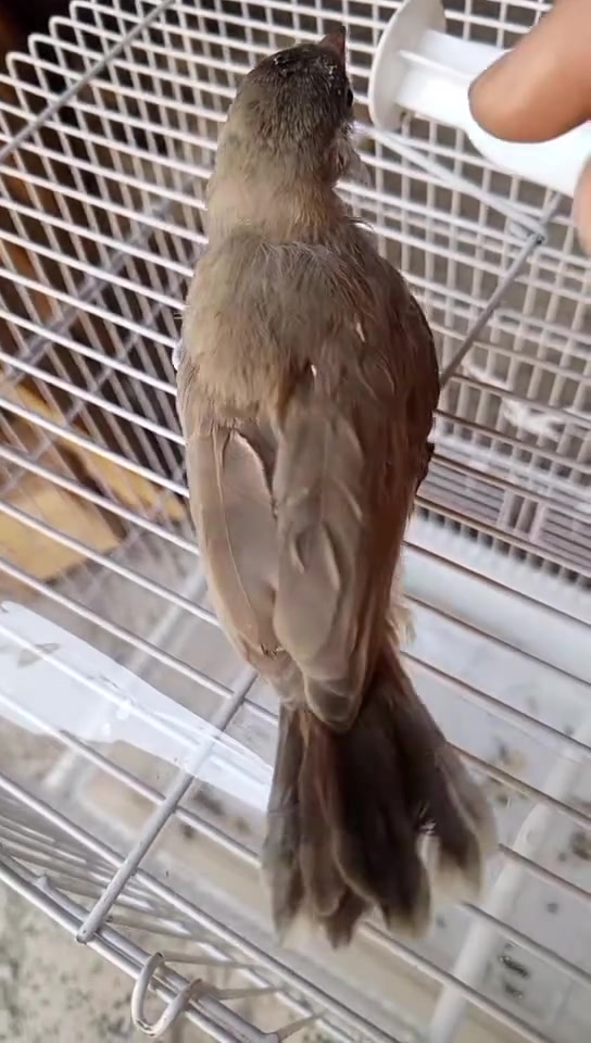 اخوان الموصيني على بلبل مخلف صغير مال ديالى امانت الله  موجود عندي ياكل وحده ونته زقه طير حلو وخشن  اليريده خلي يجي ياخذه سعره 25 قفل مكاني بغداد الامين الثانيه قرب جامع المحسن وكل الهلا بيكم للستفسار راسلني واتساب فقط *********** اخوان الخط مغلق  واتساب فقط راسلني
